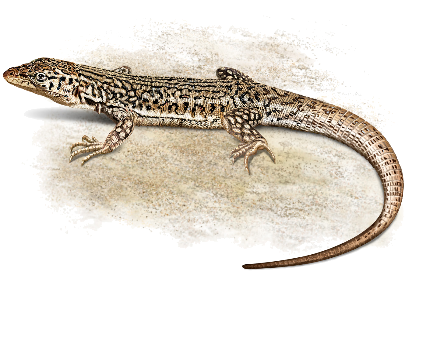 Eremias vermiculata Blanford, 1875