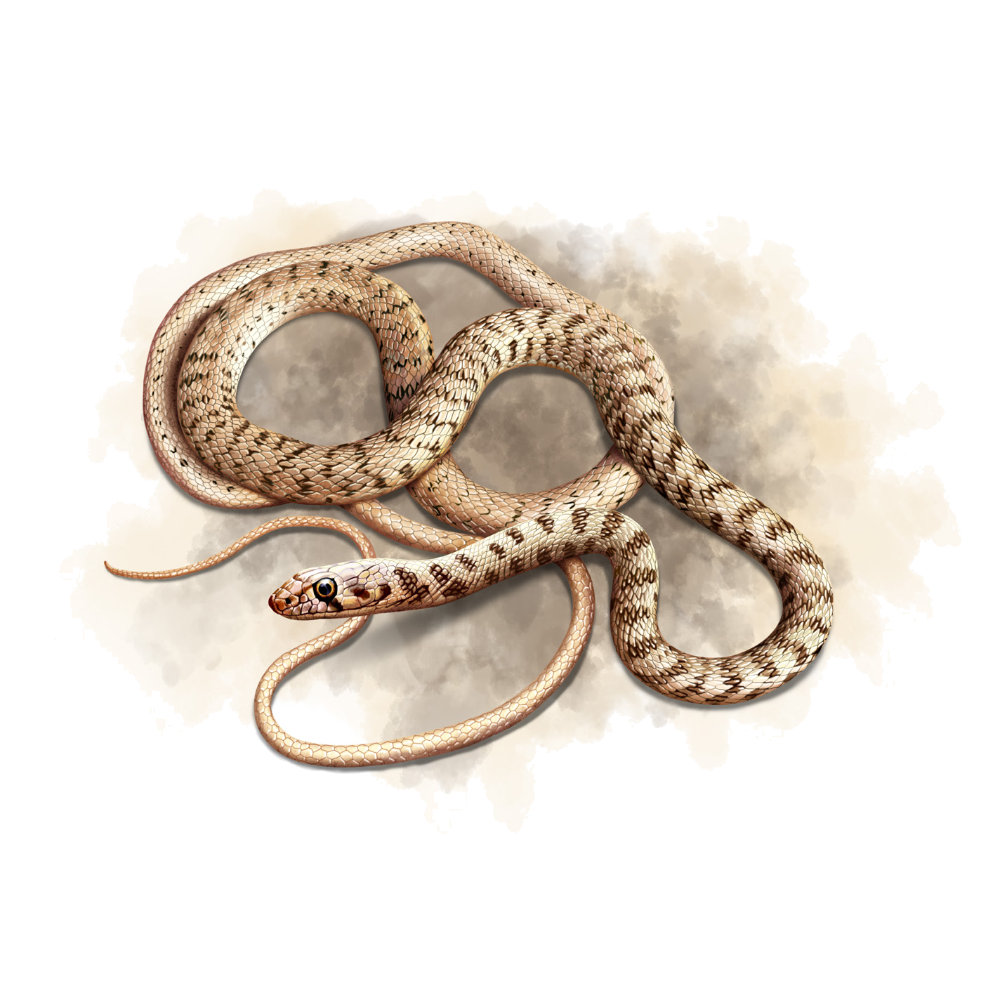 Platyceps rhodorachis (Jan, 1863)