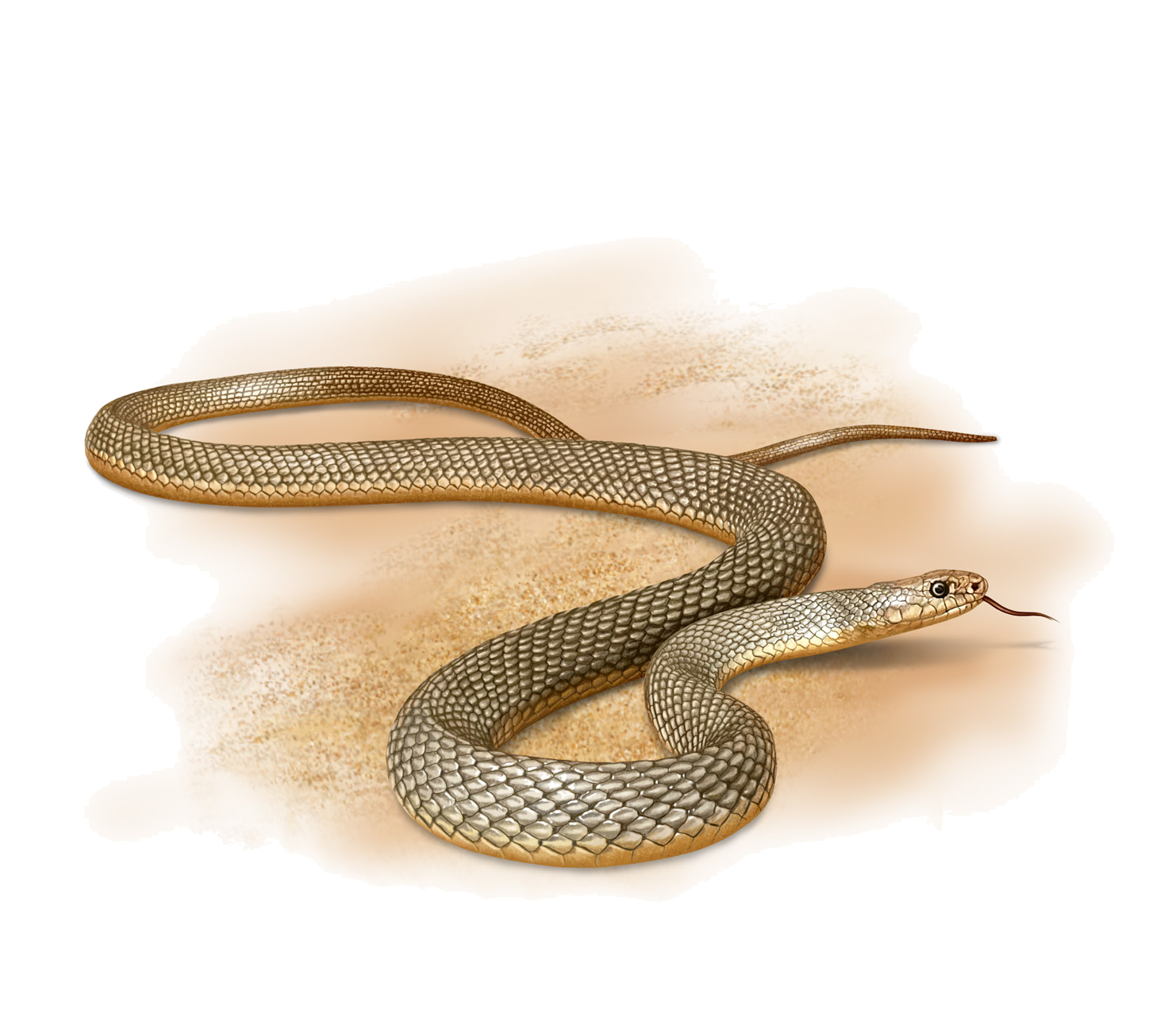 Dolichophis caspius (Gmelin, 1789)