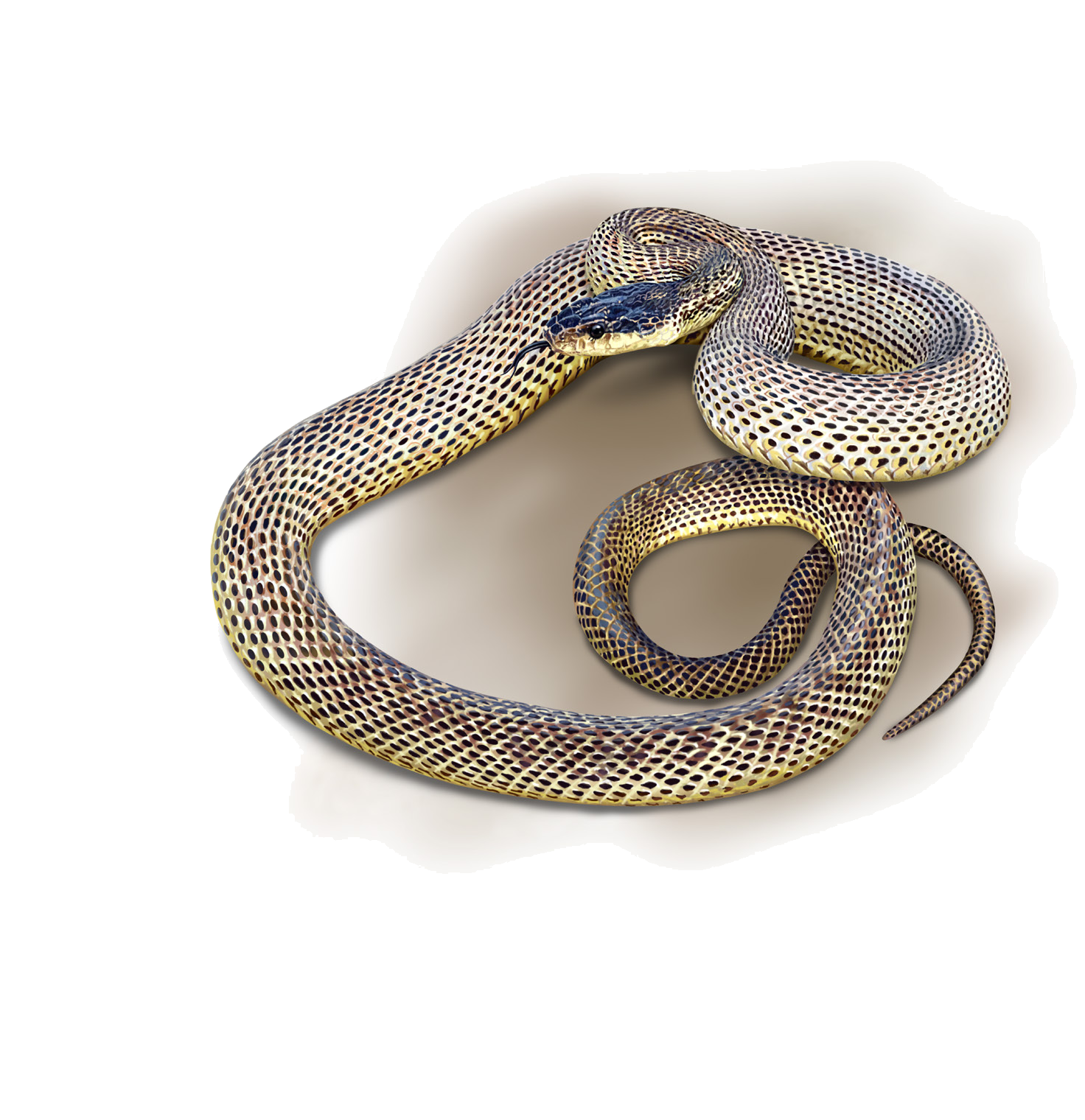 Elaphe sauromates (Pallas, 1811)