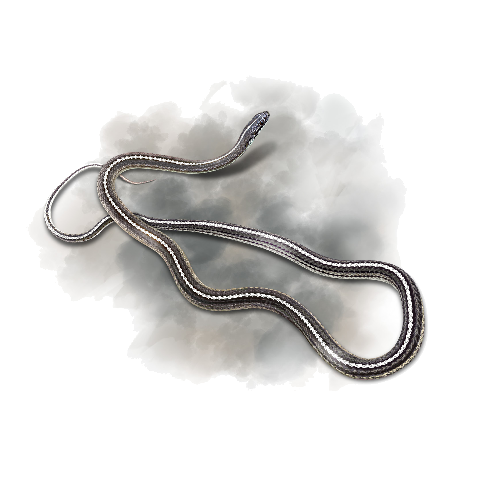 Orientocoluber spinalis (Peters, 1866)