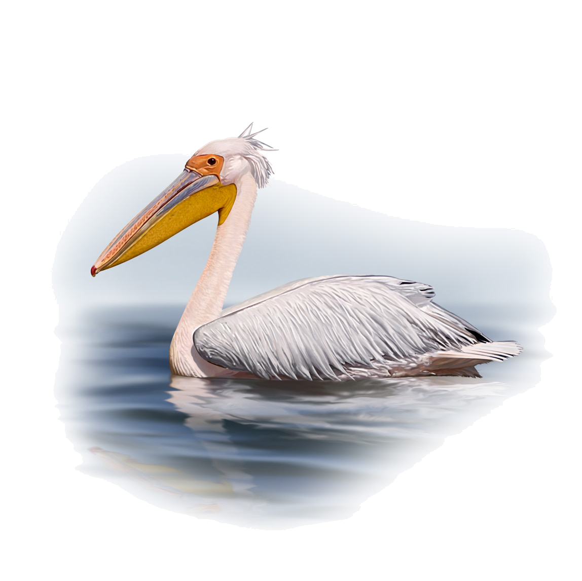 Pelecanus onocrotalus Linnaeus, 1758