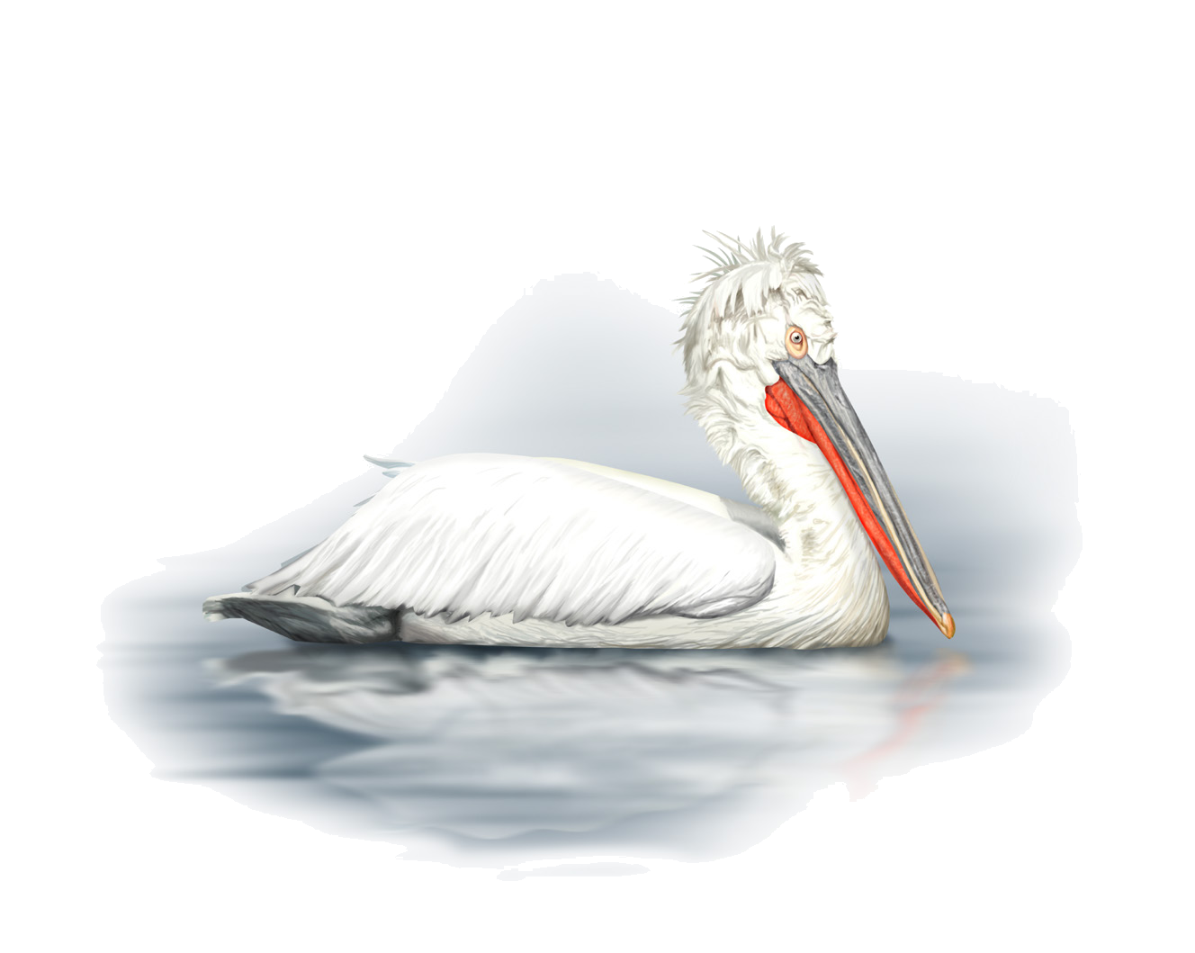 Pelecanus crispus Bruch, 1832