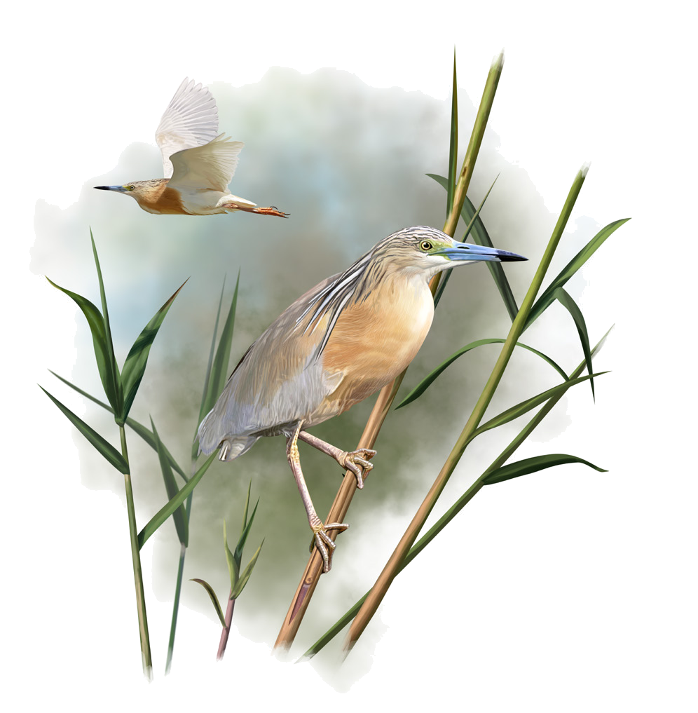 Ardeola ralloides (Scopoli, 1769)