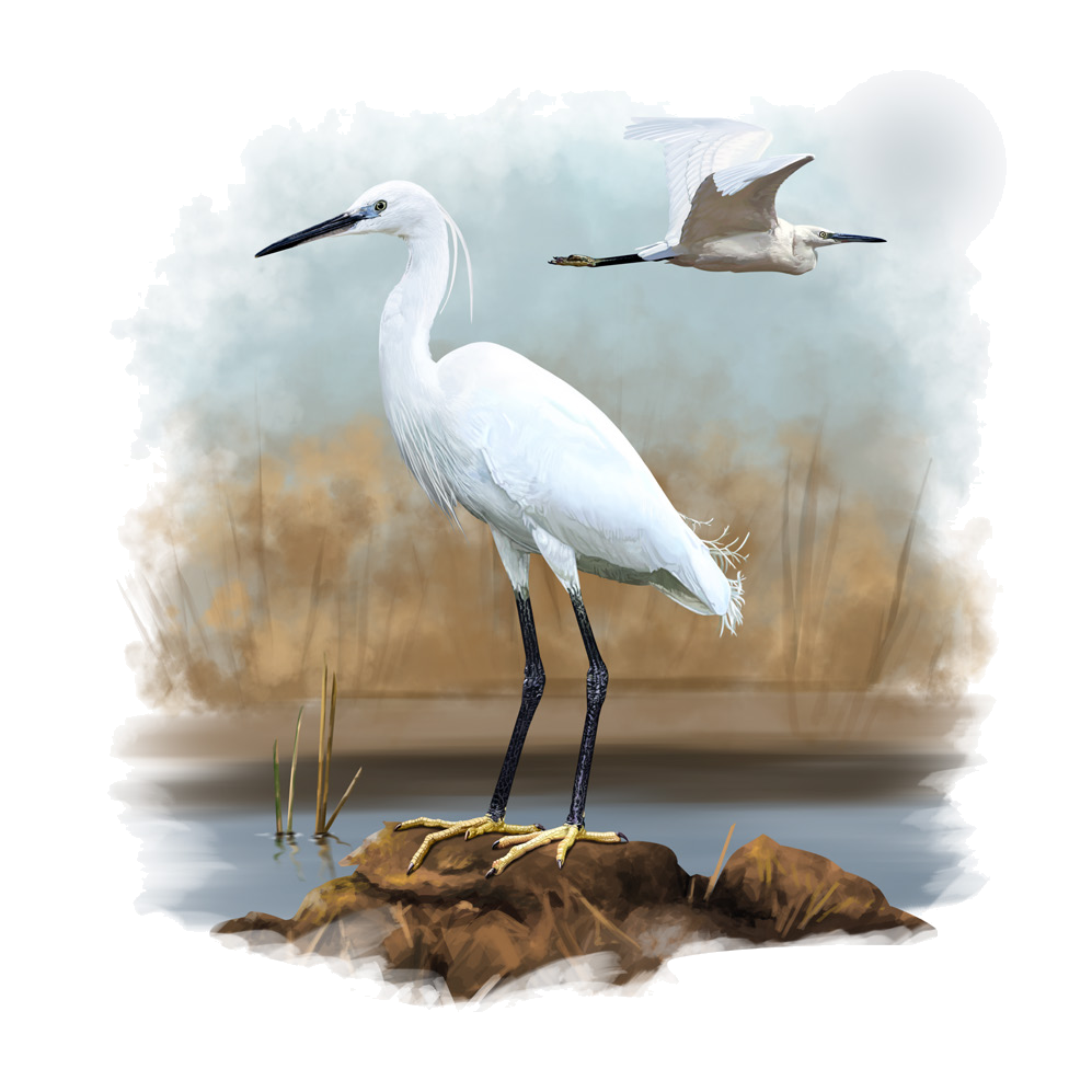 Egretta garzetta (Linnaeus, 1766)