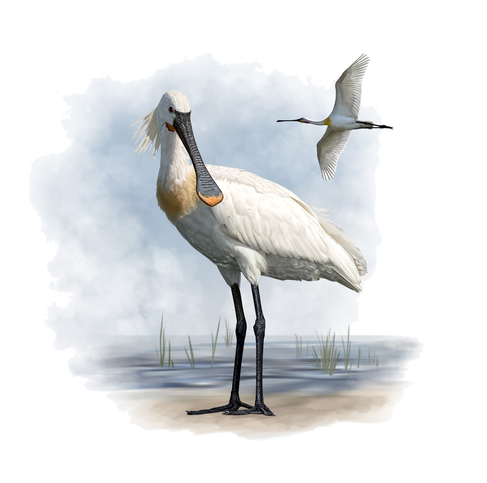 Platalea leucorodia Linnaeus, 1758