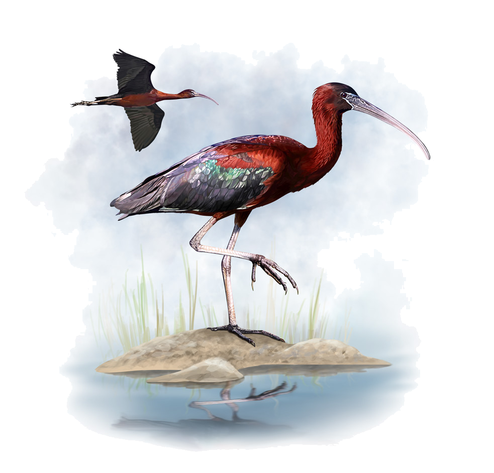 Plegadis falcinellus (Linnaeus, 1766)