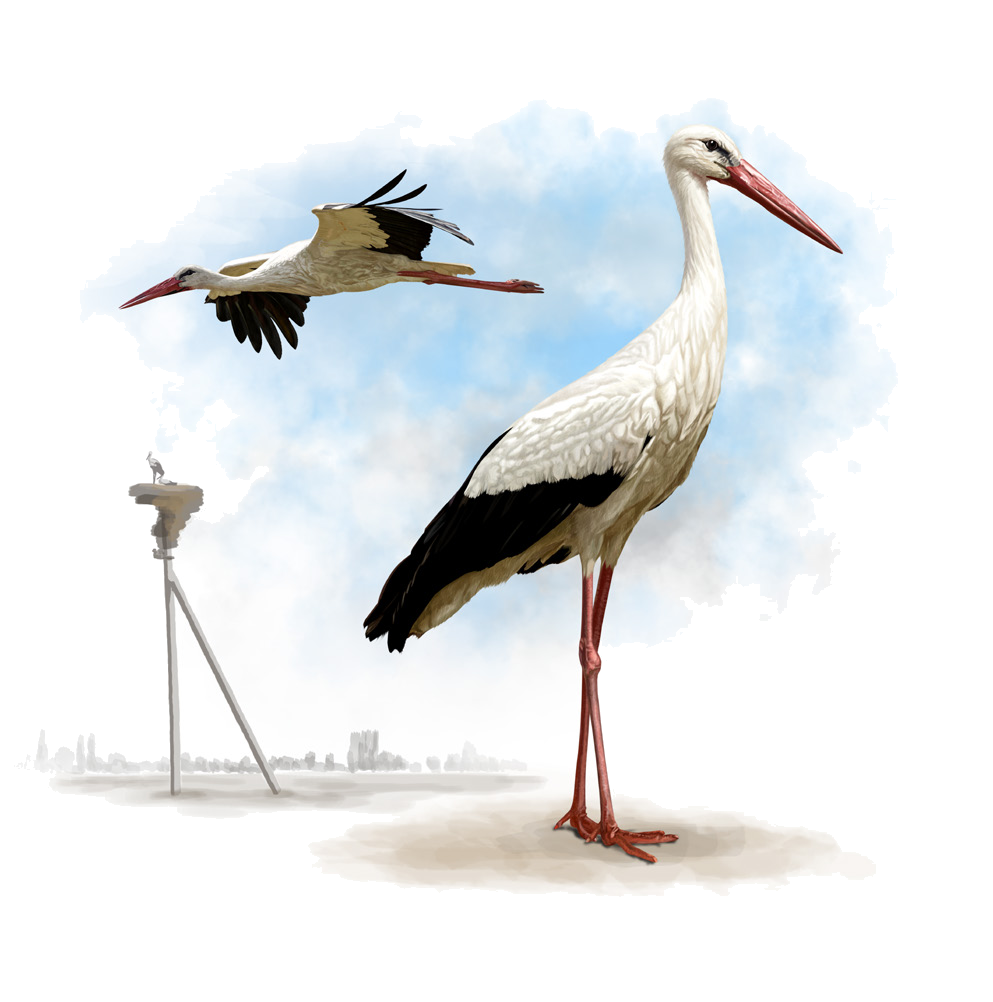 Ciconia ciconia asiatica Severtzov, 1873