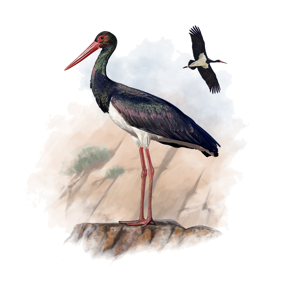 Ciconia nigra (Linnaeus, 1758)