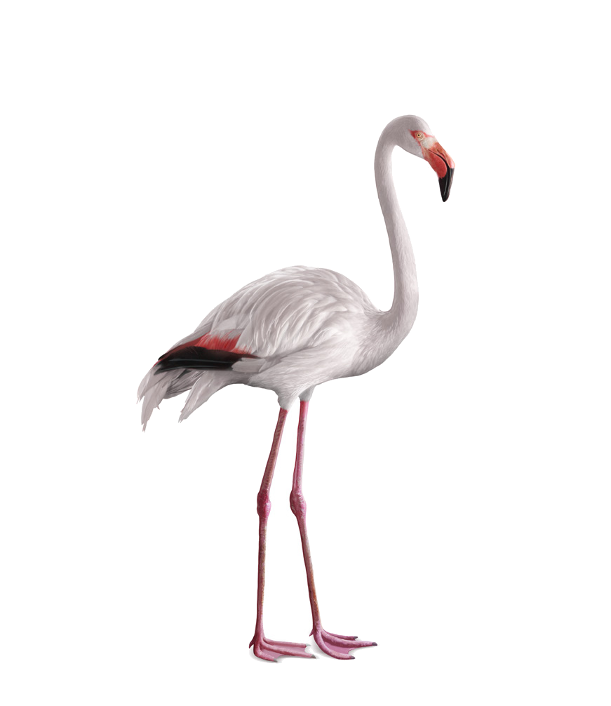 Phoenicopterus roseus Pallas, 1811