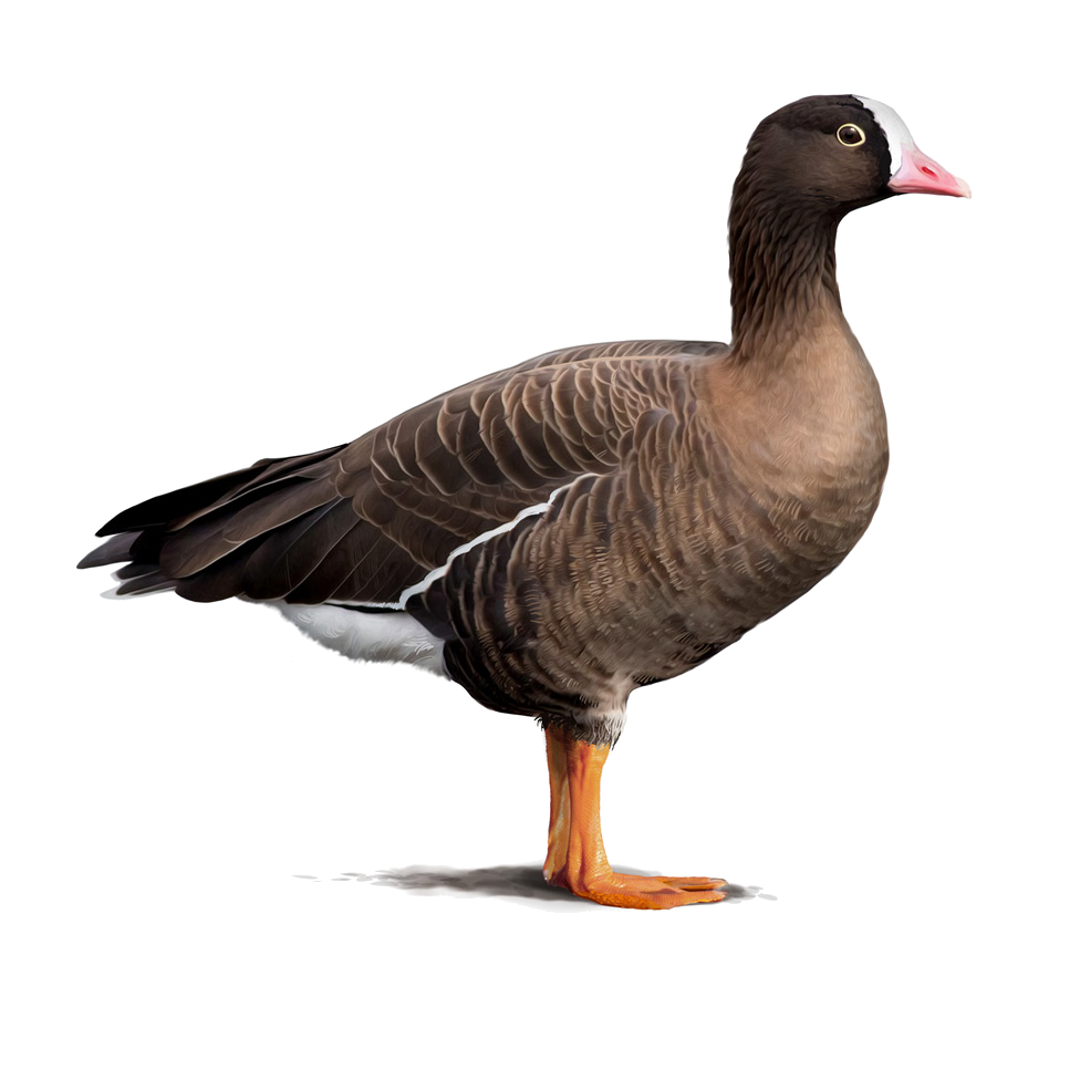 Anser erythropus (Linnaeus, 1758)