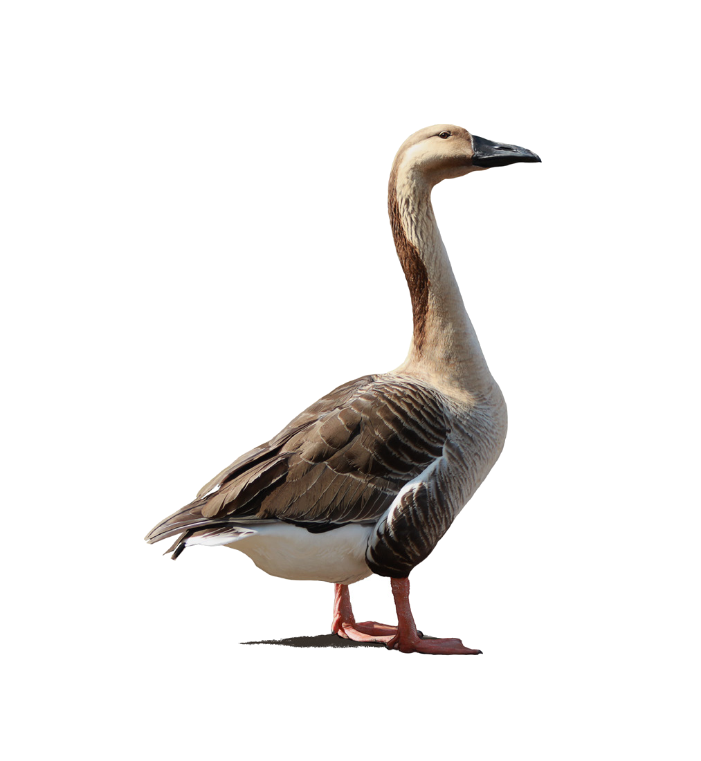 Anser cygnoides (Linnaeus, 1758)