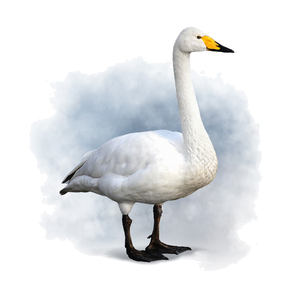 Cygnus cygnus (Linnaeus, 1758)