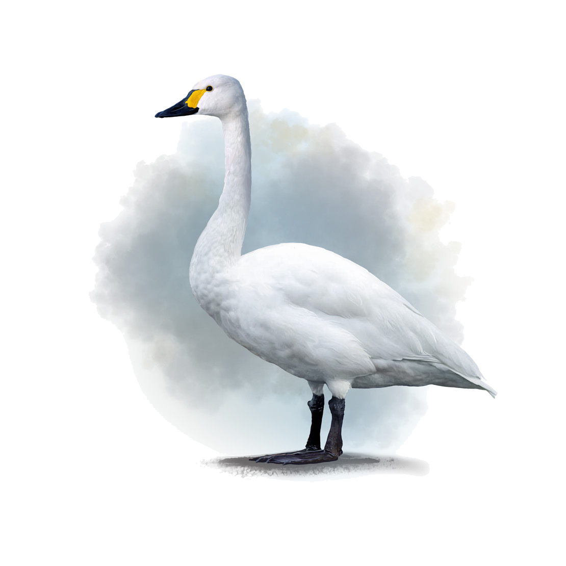 Cygnus bewickii Yarrell, 1830