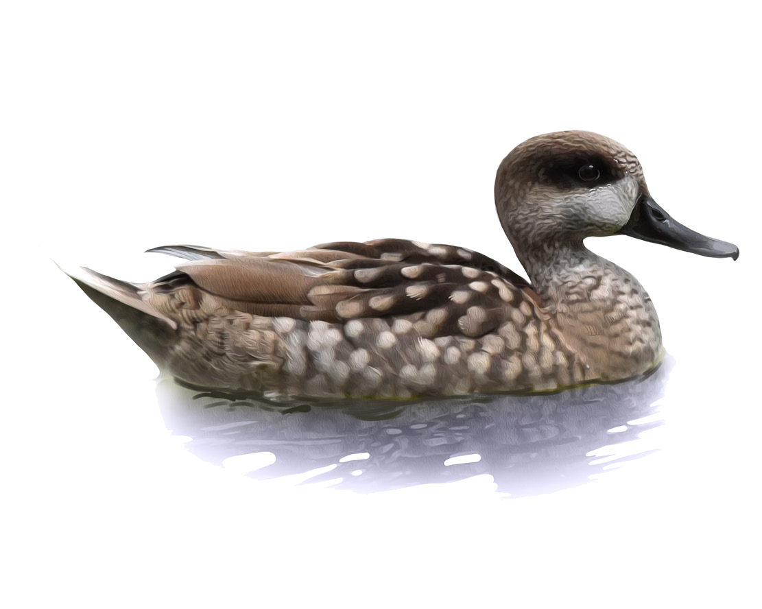 Marmaronetta angustirostris (Ménétriés, 1832)