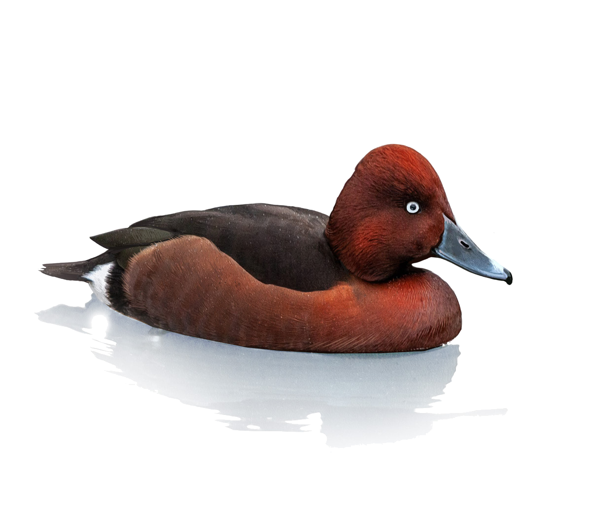 Aythya nyroca Guldenstadt, 1770