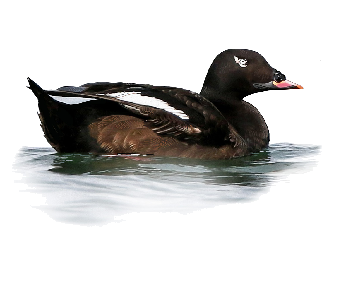 Melanitta deglandi (Bonaparte, 1850)