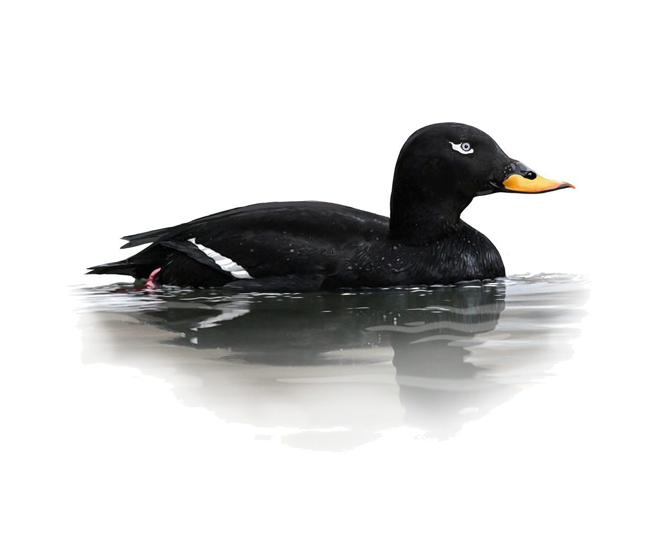 Melanitta fusca (Linnaeus, 1758)