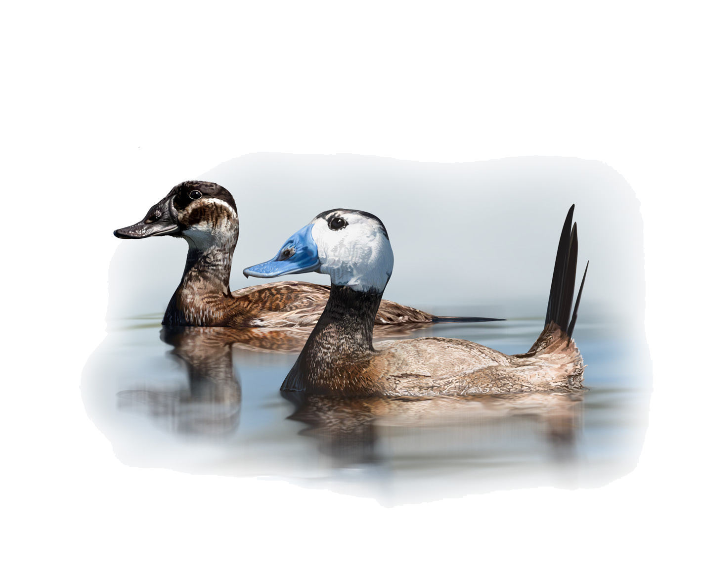 Oxyura leucocephala (Scopoli, 1769)