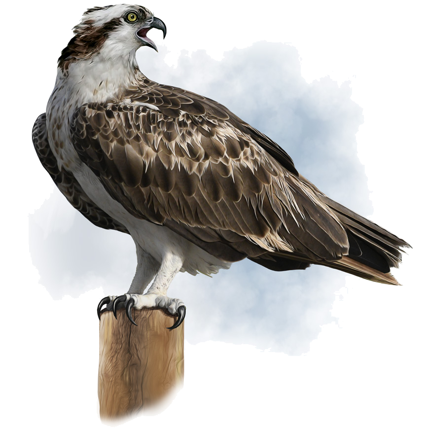 Pandion haliaetus (Linnaeus, 1758)