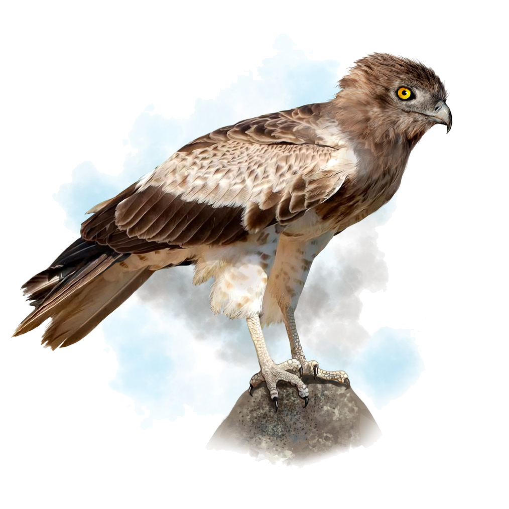 Circaetus gallicus ( Gmelin, 1788)