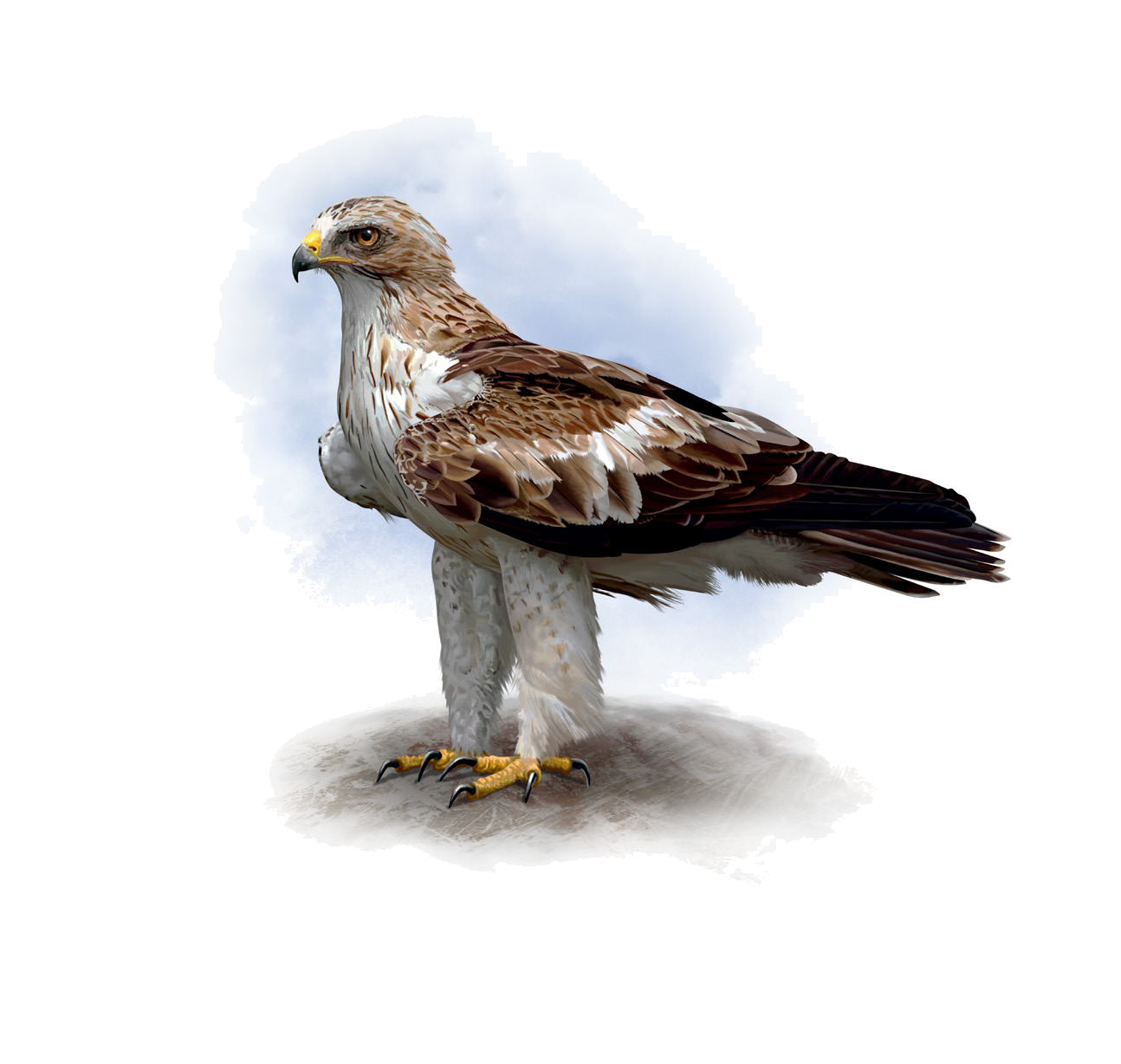 Hieraaetus pennatus (Gmelin, 1788)