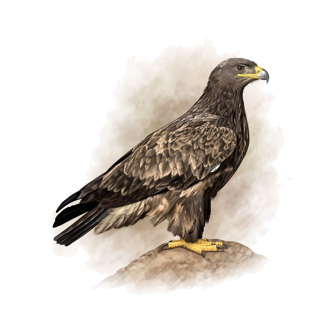 Aquila nipalensis Hodgson, 1833