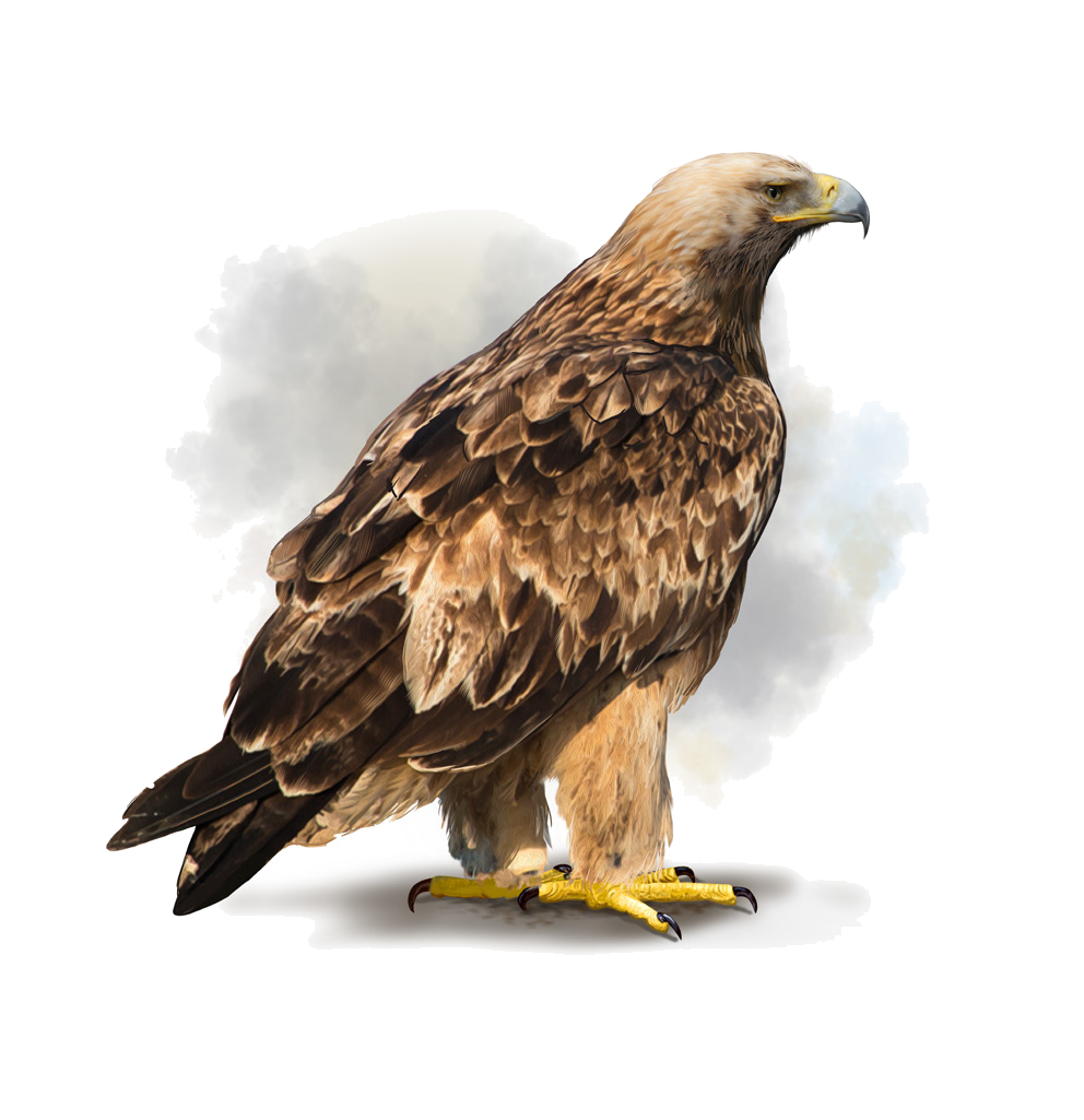 Aquila heliaca (Savigny, 1809)