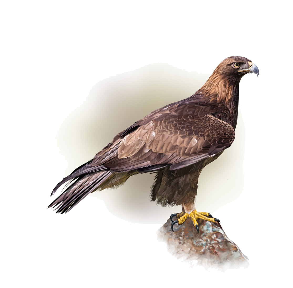 Aquila chrysaetos (Linnaeus, 1758)