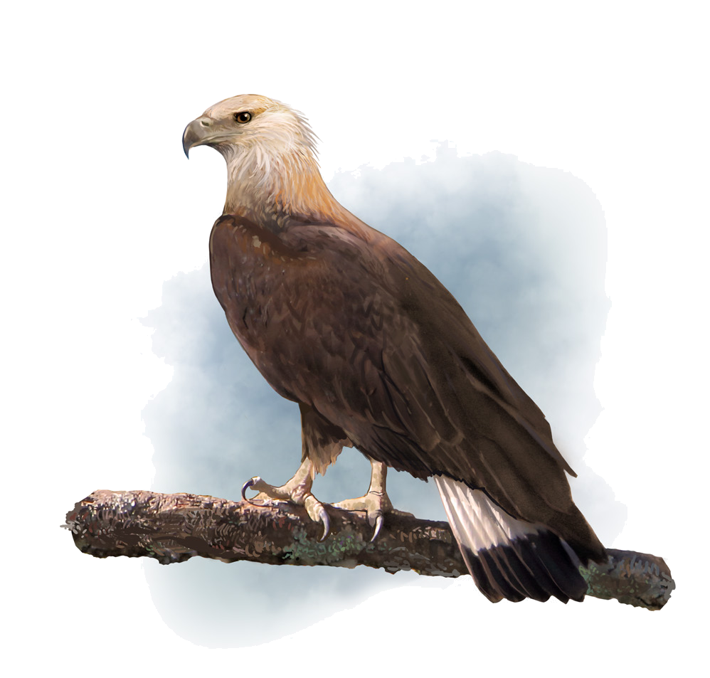 Haliaeetus leucoryphus (Pallas, 1771)