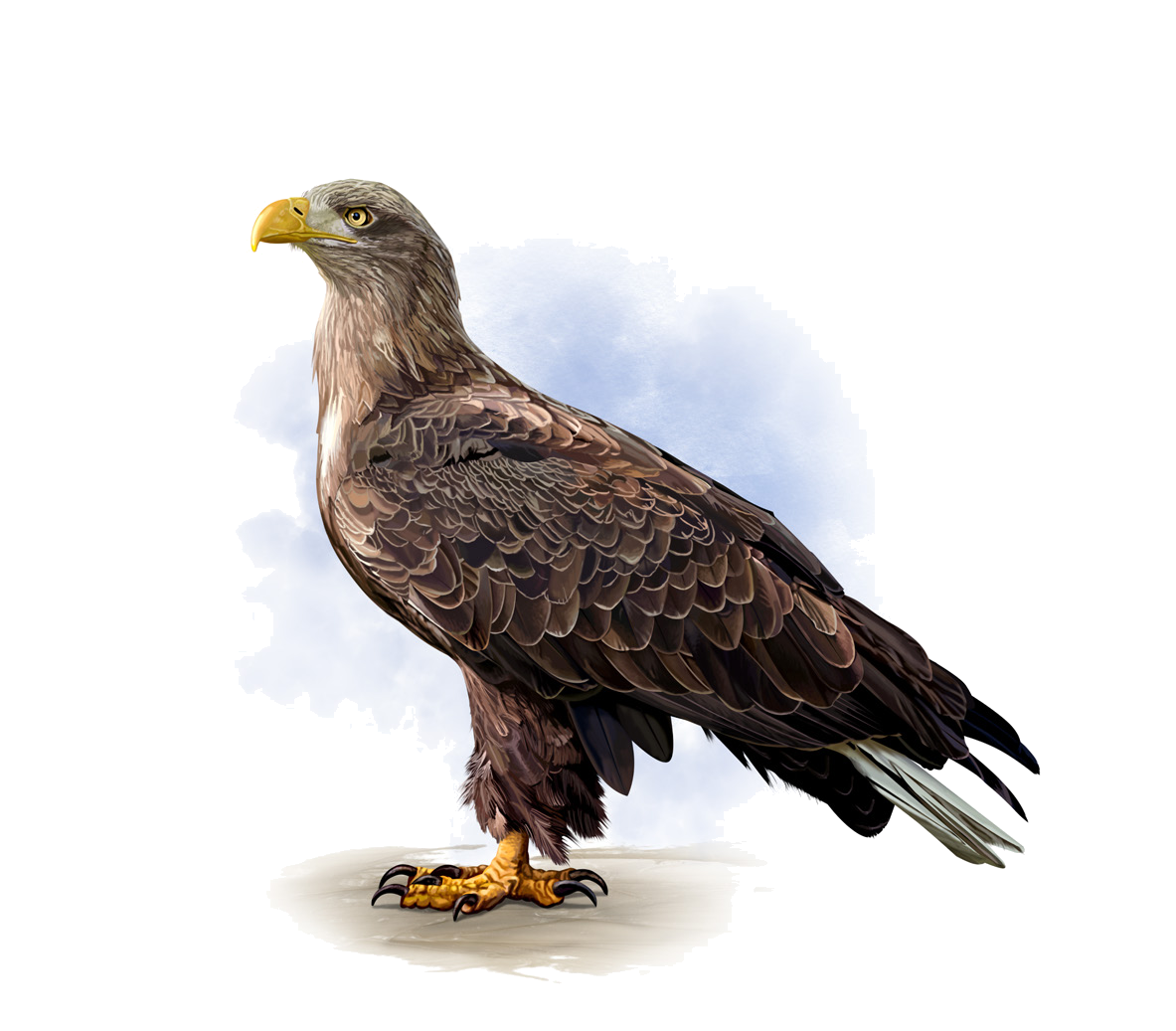 Haliaeetus albicilla Linnaeus, 1758