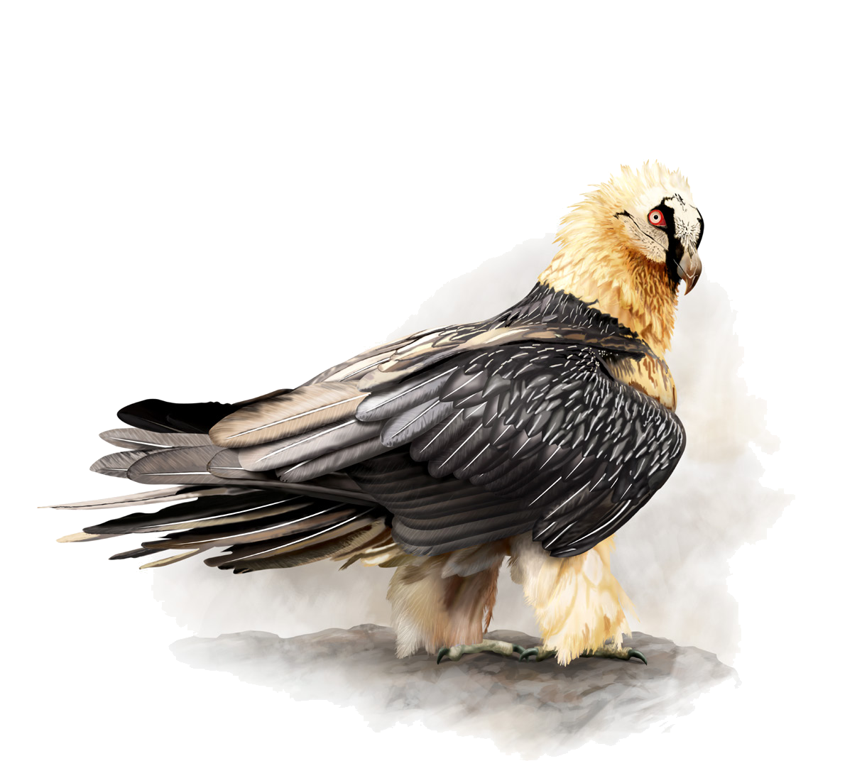 Gypaetus barbatus (Linnaeus, 1758)