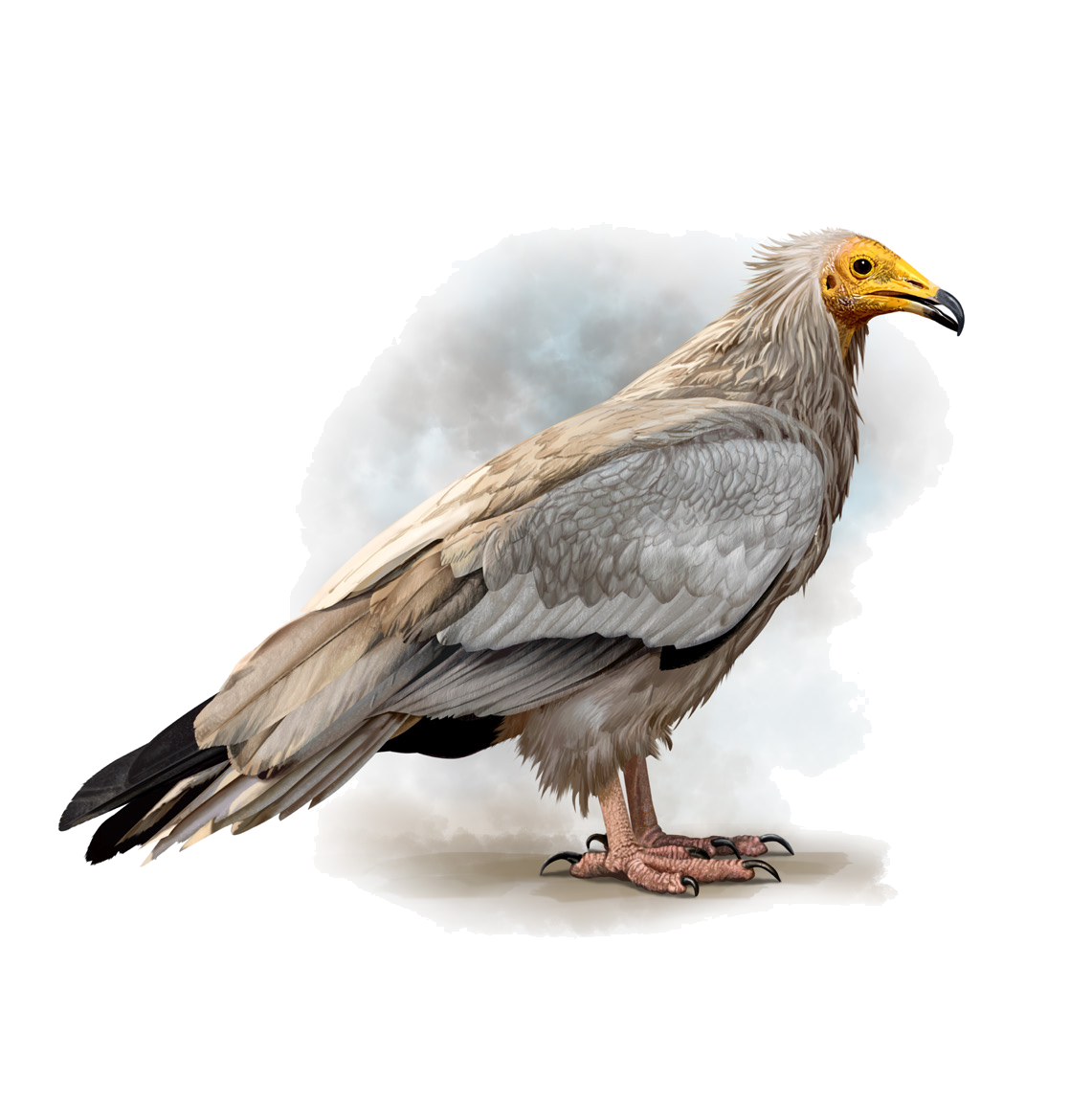 Neophron percnopterus (Linnaeus, 1758)