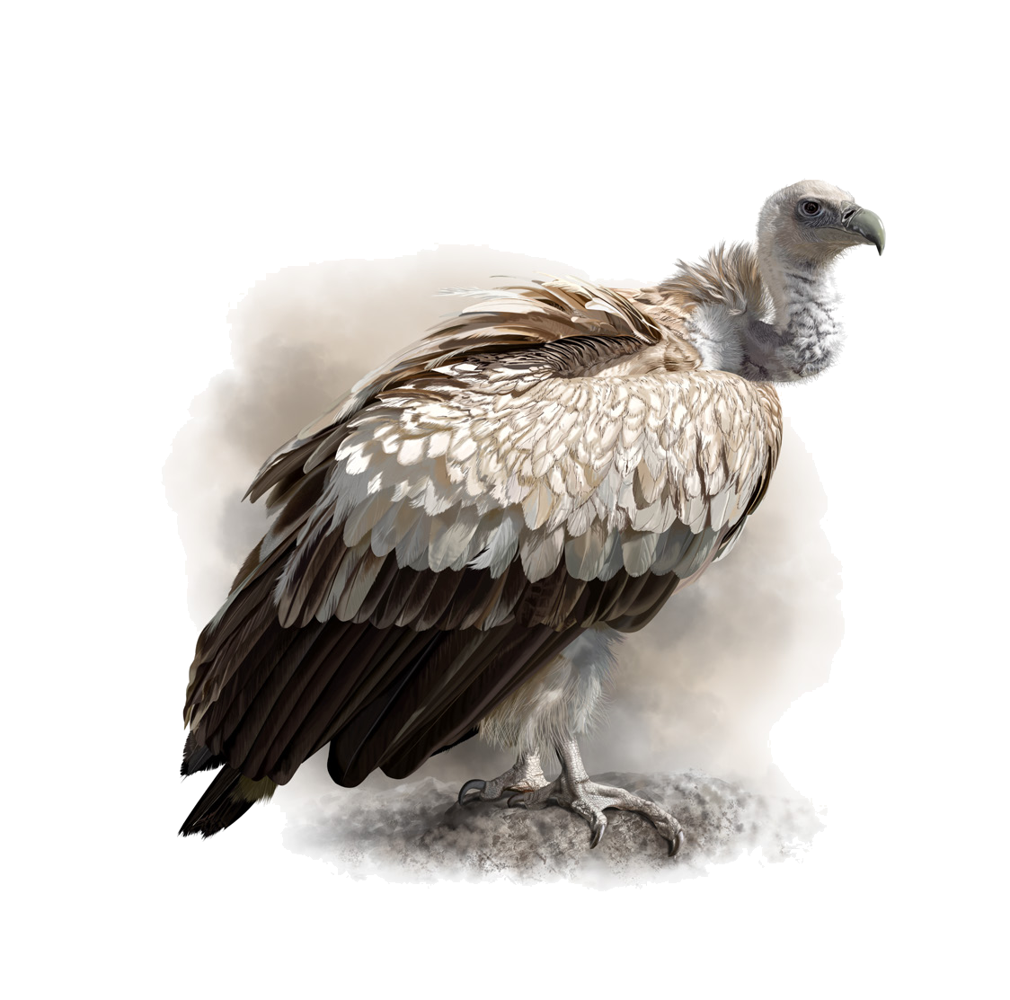 Gyps himalayensis Hume, 1869