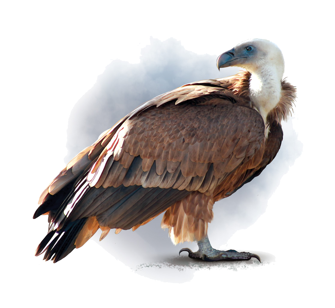 Gyps fulvus (Hablizi, 1783)