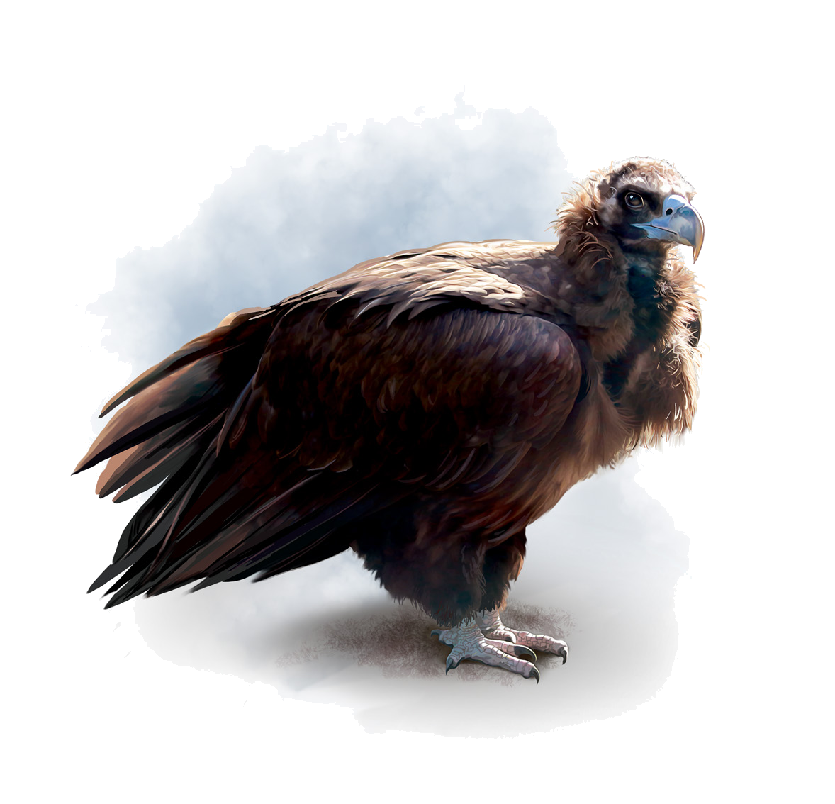 Aegypius monachus (Linnaeus, 1766)