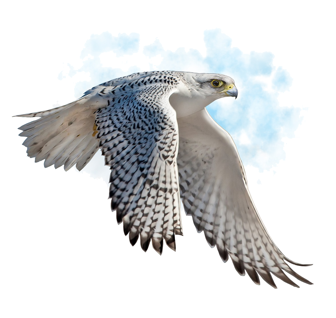 Falco rusticolus Linnaeus, 1758