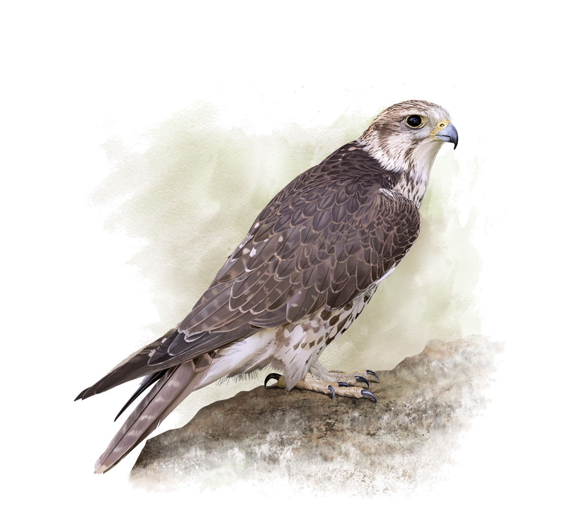 Falco cherrug Gray, 1834