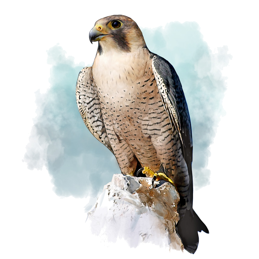 Falco pelegrinoides (Temminck, 1829)