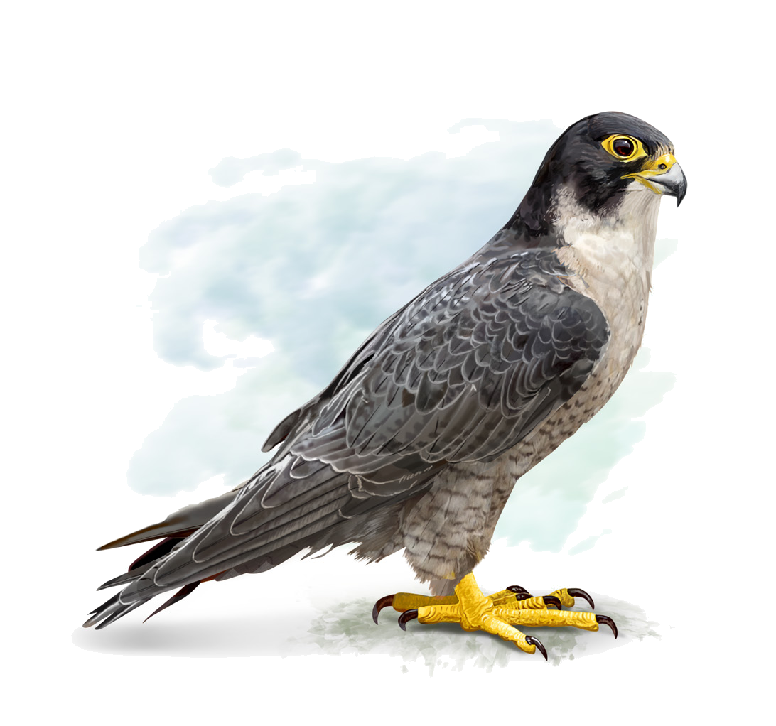 Falco peregrinus (Tunstall, 1771)