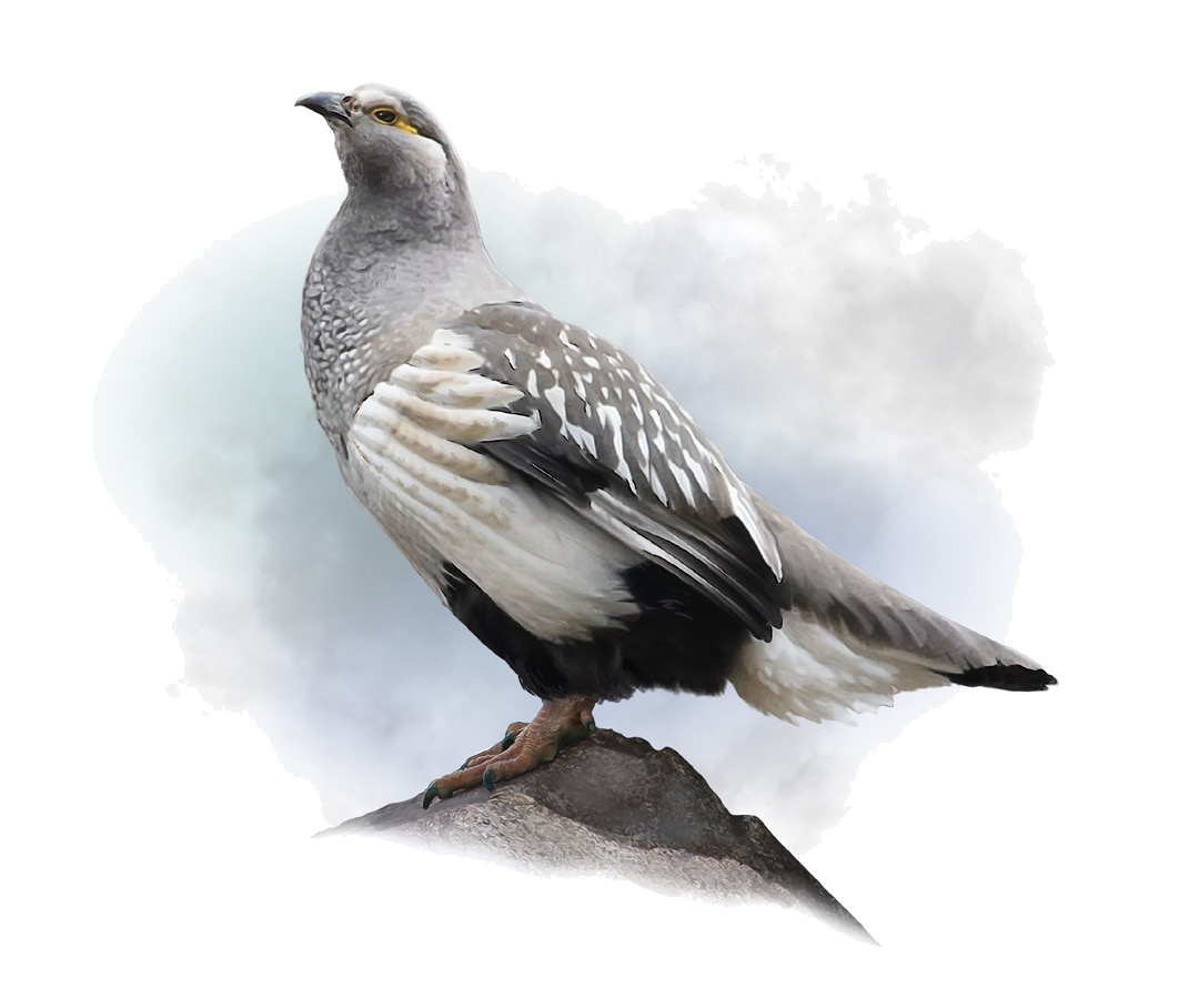 Tetraogallus altaicus (Gebler, 1836)