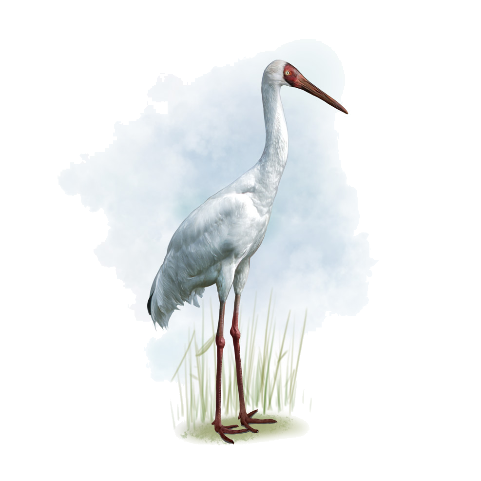 Grus leucogeranus Pallas, 1773