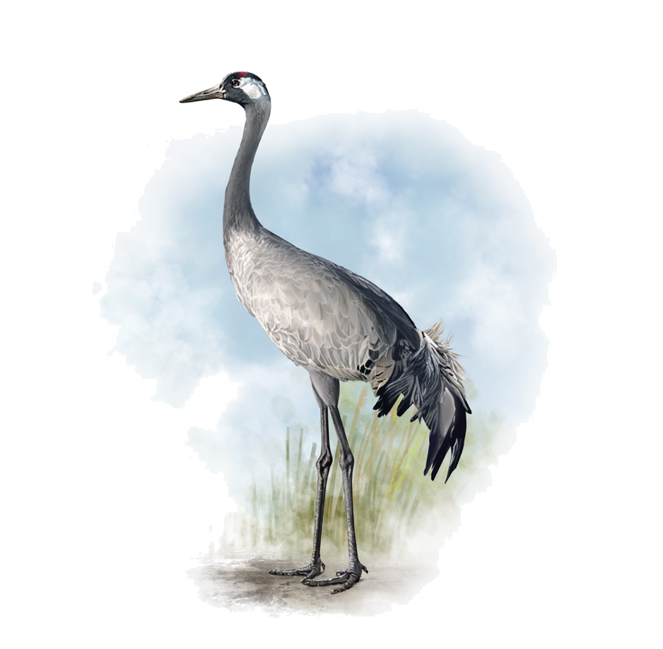 Grus grus (Linnaeus, 1758)