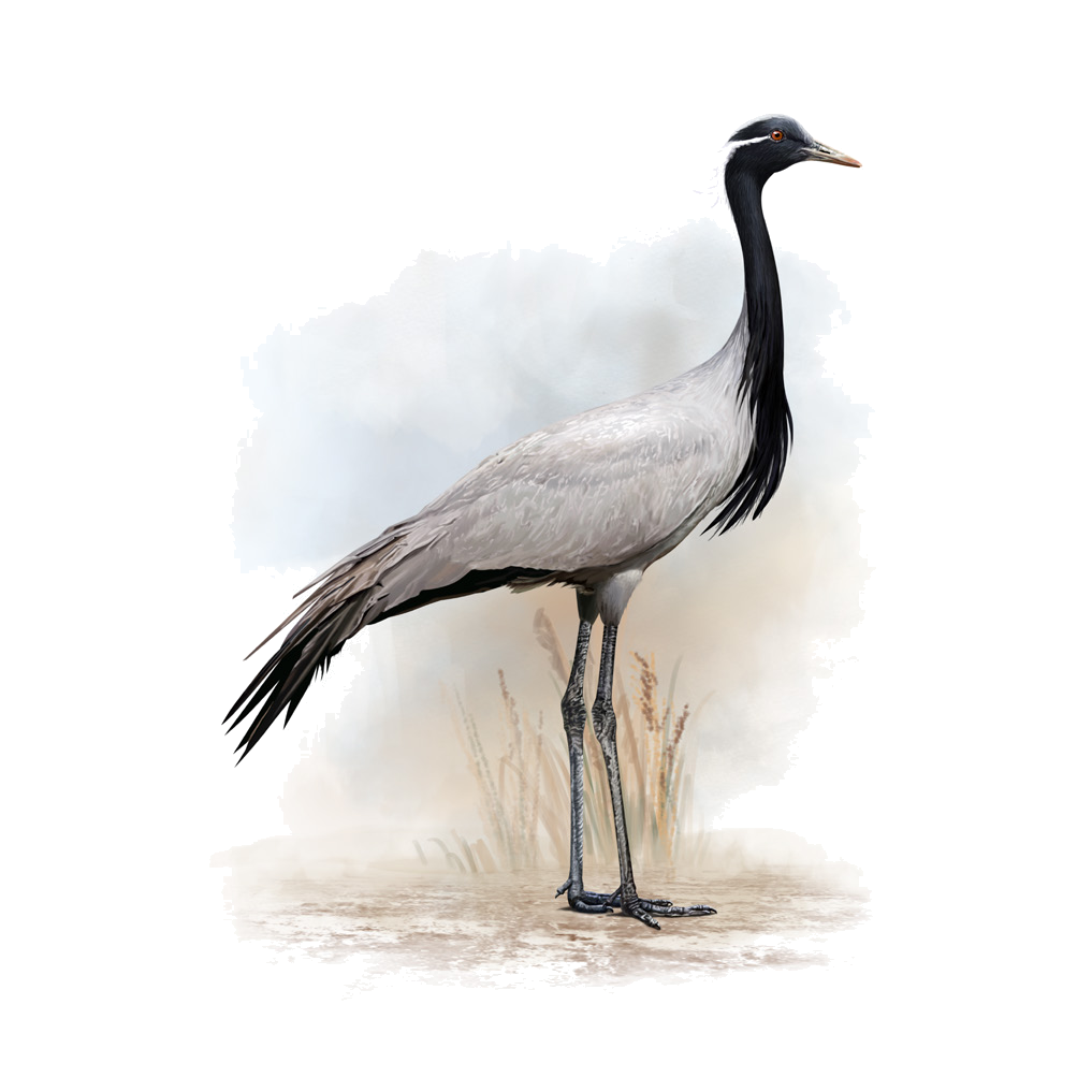 Anthropoides virgo Linnaeus, 1758