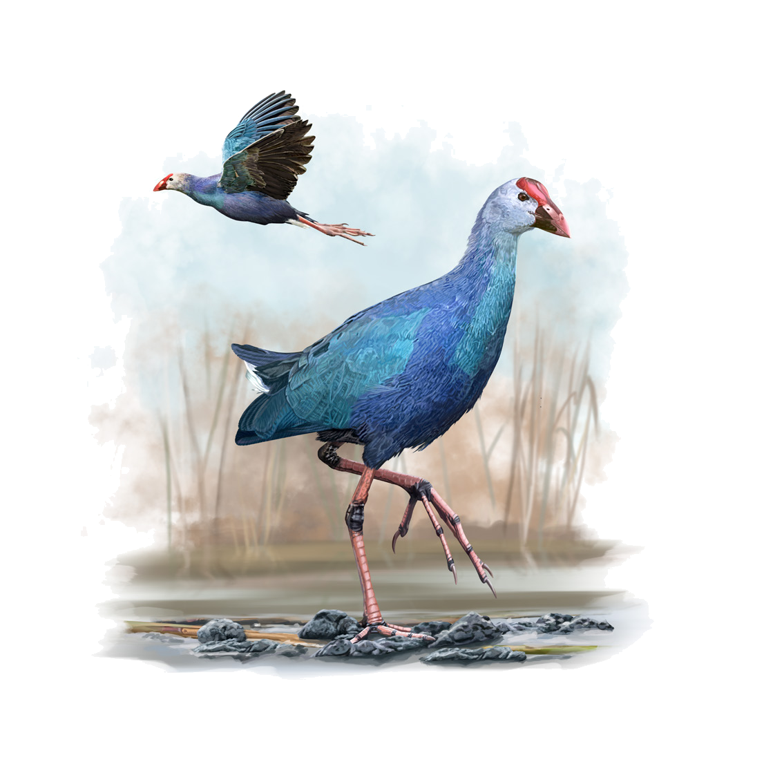 Porphyrio porphyrio (Linnaeus, 1758)