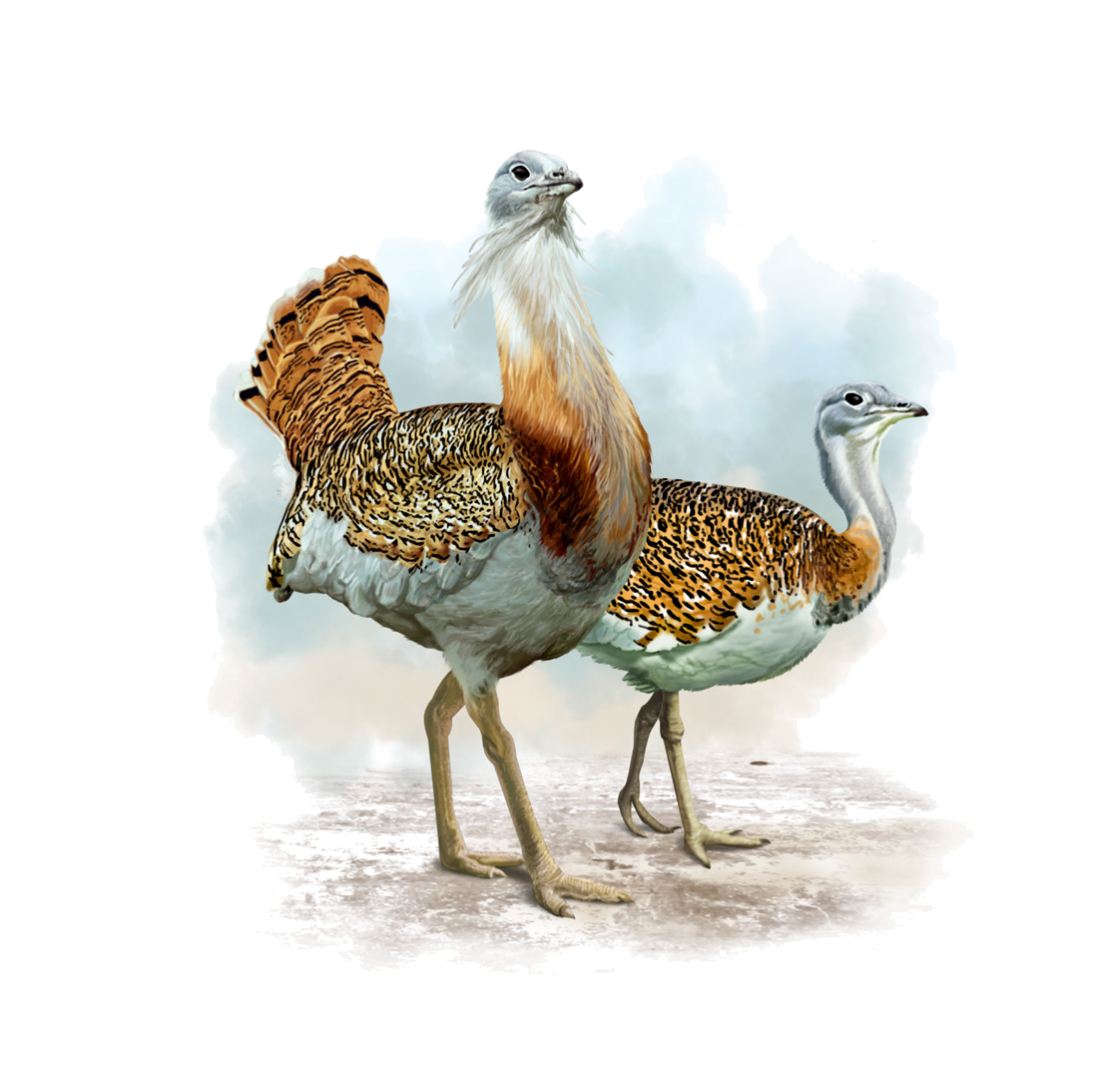 Otis tarda Linnaeus, 1758