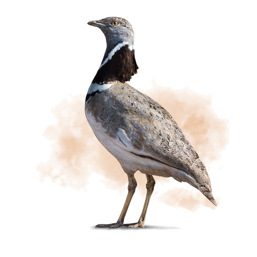 Tetrax tetrax (Linnaeus, 1758)