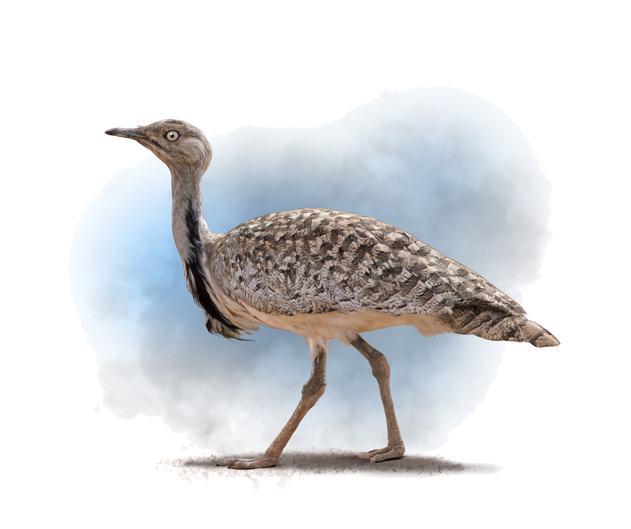 Chlamydotis macqueenii (J.E. Gray, 1832)