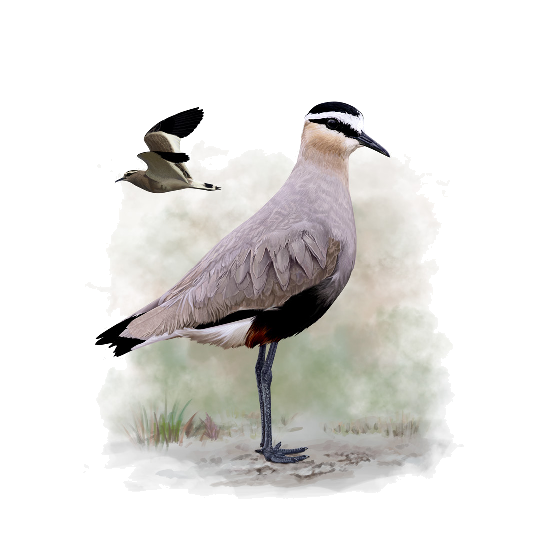 Chettusia gregaria (Pallas, 1771)