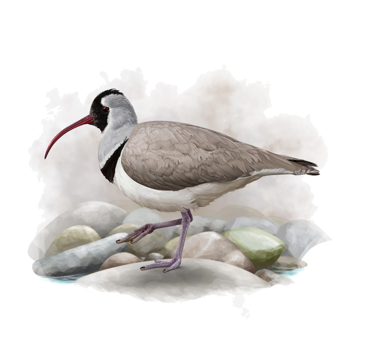 Ibidorhyncha struthersii Vigors, 1832